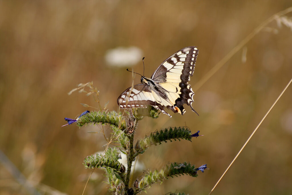 Schmetterling in Valavoire